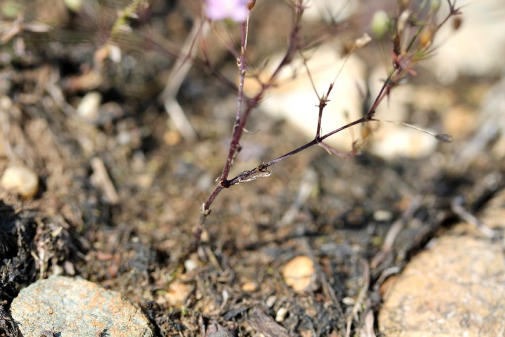 Gypsophila muralis / Gipsofila minuta